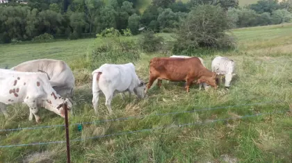 Herde Zwergzebus zu verkaufen