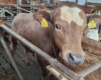 Wagyu-Kreuzung-Stier