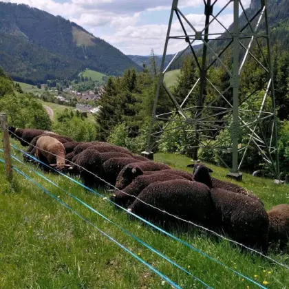 Jura-Zuchtschafe