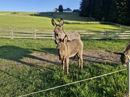Eselfohlen