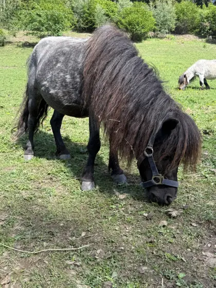 Ponystute