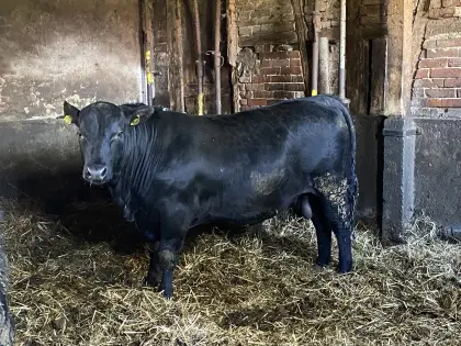 Angus-Jungbulle, Bulle, Deckbulle, Rind