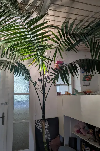 Große Palme