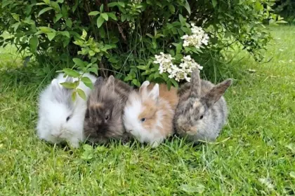 Super süße Zwergkaninchen (Löwen, Farbenzwerge)