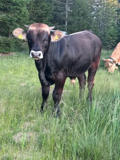Murbodner Jungstier