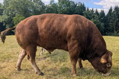 Verleihe Bio-Limousin-Zuchtstier „Toro“