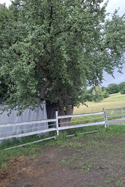 Birnenstamm