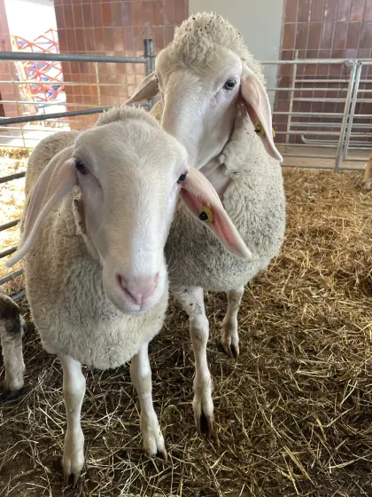 Merinolandschaf Zuchtlämmer