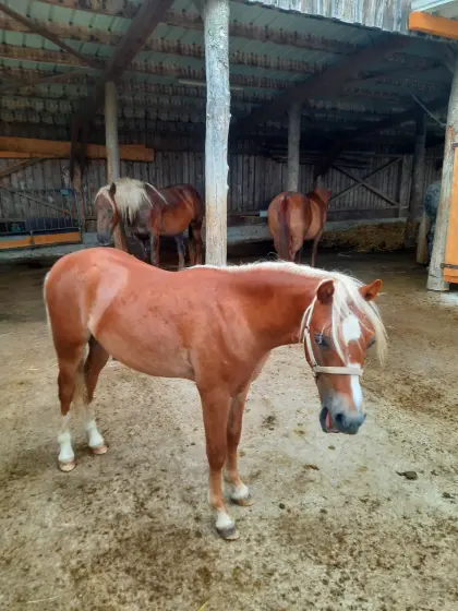 Welsh A Pony