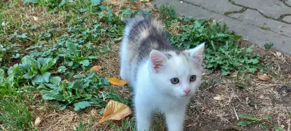 Babykatzen abzugeben