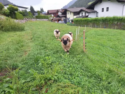 Walliser Schwarznasen-Schafe