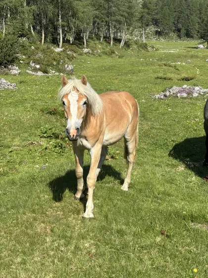 Haflingerhengst Jährling