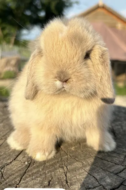 Miniwidder Mini Lop Minilop Zwergwidder Kaninchenbabys