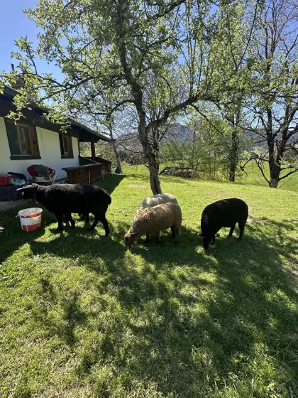 Schafherde zu verkaufen