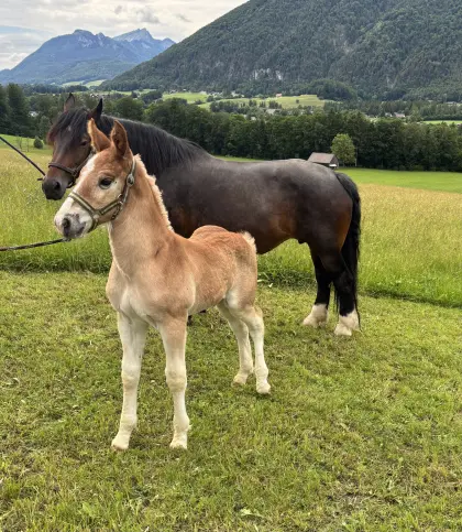 Hidalgo Vulkan XIX, Noriker Hengst