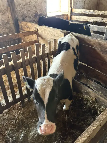 Stierkalb