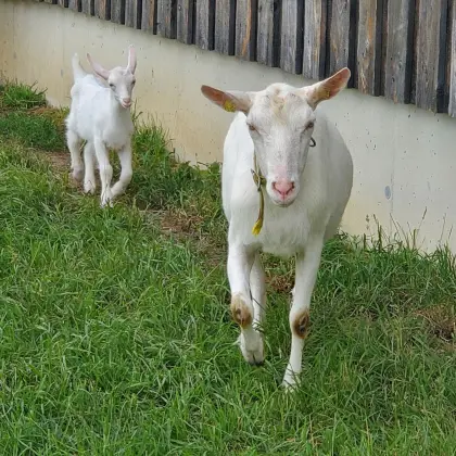 Saanenerstlingsziege mit Kitzl, weiblich