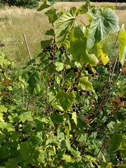 Schwarze Johannisbeere