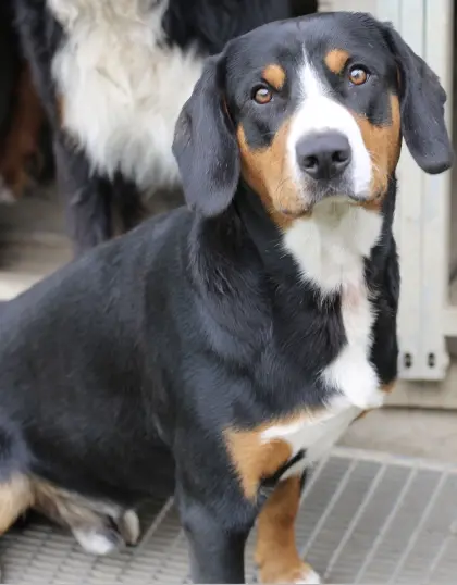 Liebevolle Entlebucher Sennenhündin sucht ein neues Zuhause