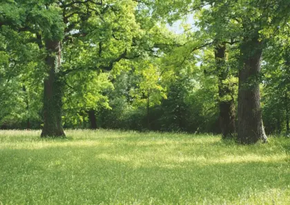 Suche Wiesengrund auf Pacht 1.000 m² bis 2.000 m²
