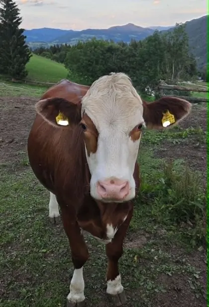 Verkaufe trächtige BIO (ZZU) Zwillings-Kalbinnen