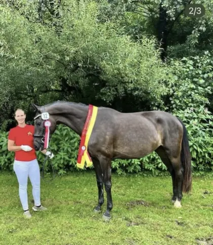 Tschirk’s Fair Lady, Österr. Warmblut-Stute