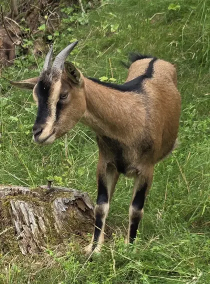 Zwergziegen, kleinbleibend
