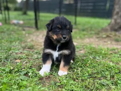 Australian Shepherd