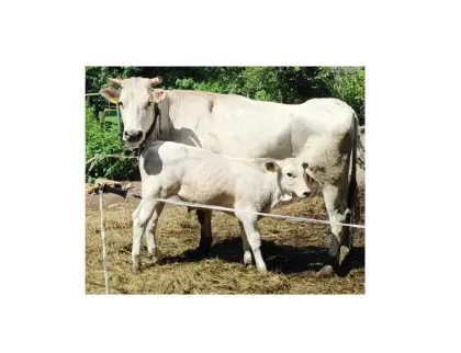 Rind Chianina Stierkalb vom 28.03.26