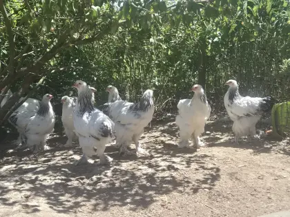 Brahma WSC