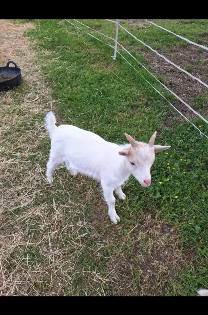 Mini-Zwergziegen-Bock sucht Zuhause