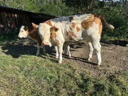 4 x Bio-Ochsen