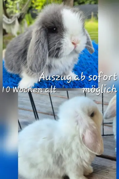 Schlappohr-Kaninchen-Nachwuchs