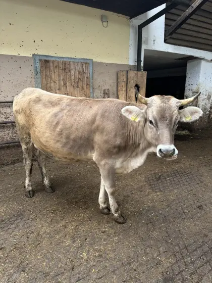 Bio Kalbin trächtig