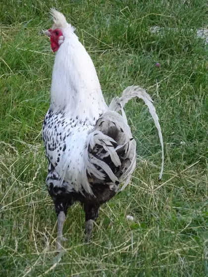 A S