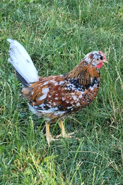 Schwedische Blumenhühner Hähne