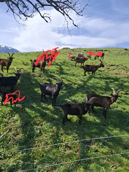 Aosta-Ziegen