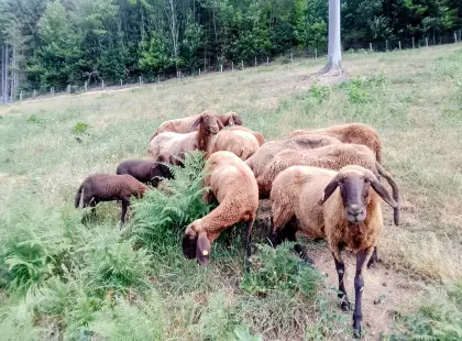 Bio braune Bergschafe, Weidelämmer, 1 Zuchtschaf