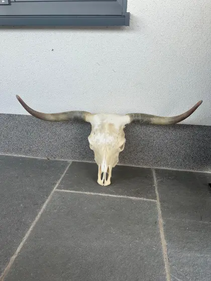Schädel vom schottischen Hochlandrind