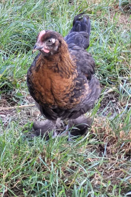 Marans-Hähne Schwarz-Kupfer