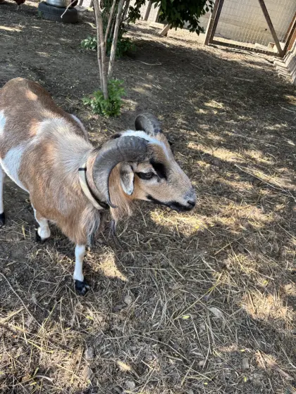 Kamerunschaf-Bock, Schafbock, Zuchtbock