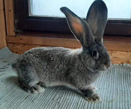 Riesenkaninchen