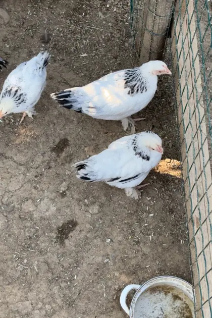 Sundheimerhahn