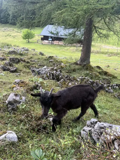 Aosta-Mischlingskitz