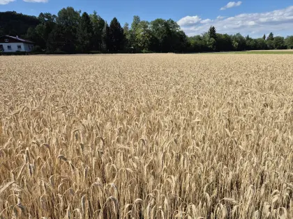 Bio-Triticale
