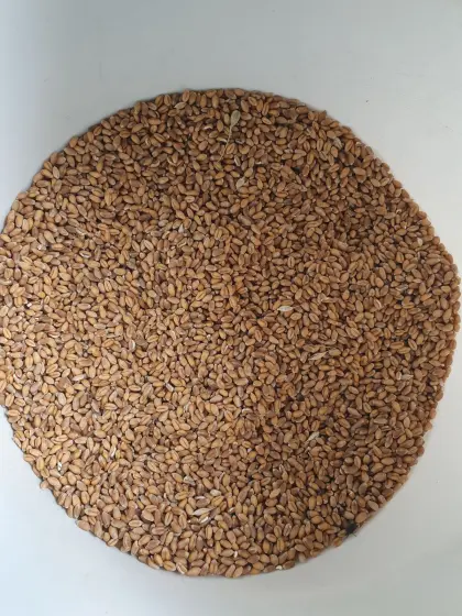 Futterweizen Bio