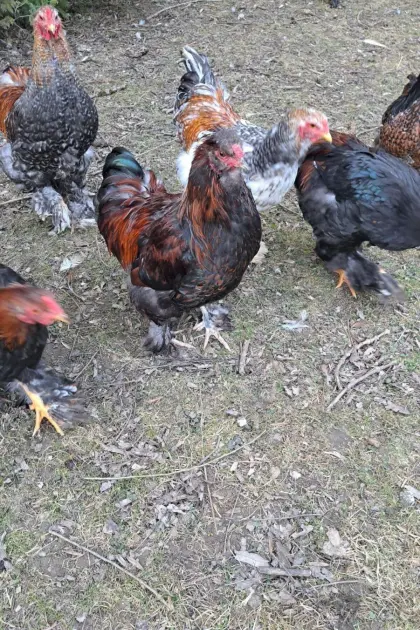 Brahma-Hähne, Mischlinge