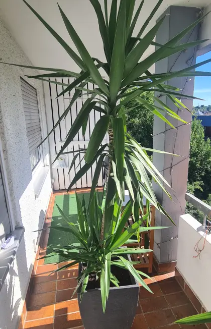 Yucca-Palme mit Topf
