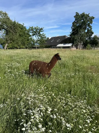 Alpaka-Hengst