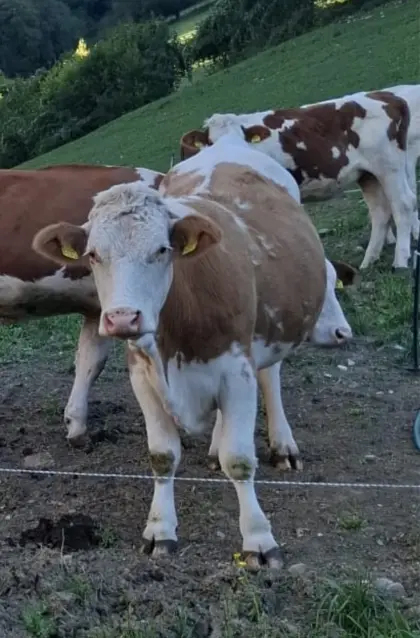 Bio ZZU Milchkuh